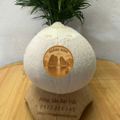 Sỉ lẻ dừa trọc Quảng Ninh